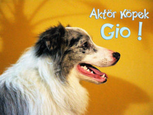 aktor-kopek-gio-dog